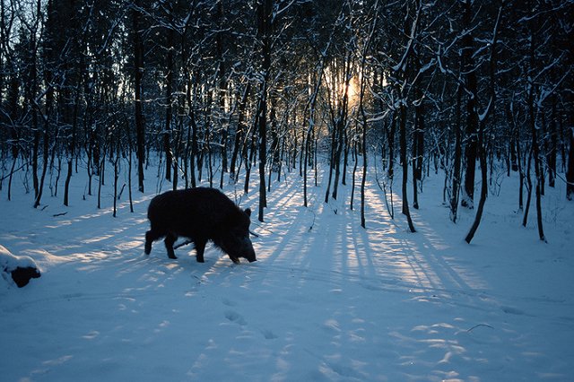 Польша отгородится от украинских свиней