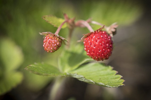 Минсельхоз просит передать ему право регулировать сбор диких ягод и грибов