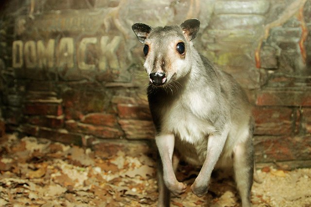 «Зоо-мистер-2020»: екатеринбургский зоопарк устроил выборы