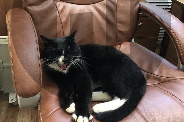 Спасённого на мусороперерабатывающем предприятии кота назначили заместителем министра