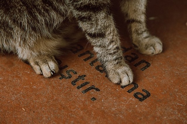 В центре Гамалеи призвали вакцинировать от коронавируса домашних кошек