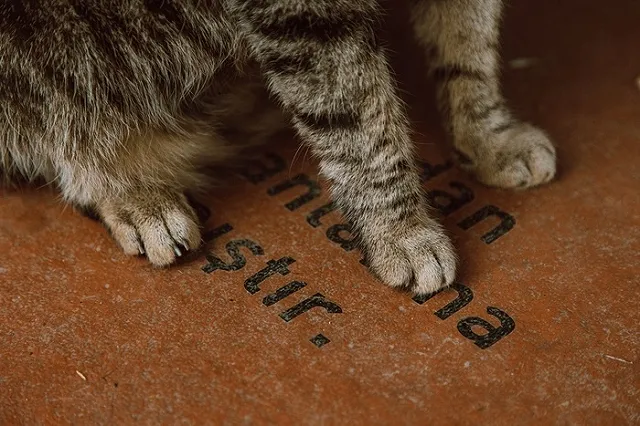 В центре Гамалеи призвали вакцинировать от коронавируса домашних кошек