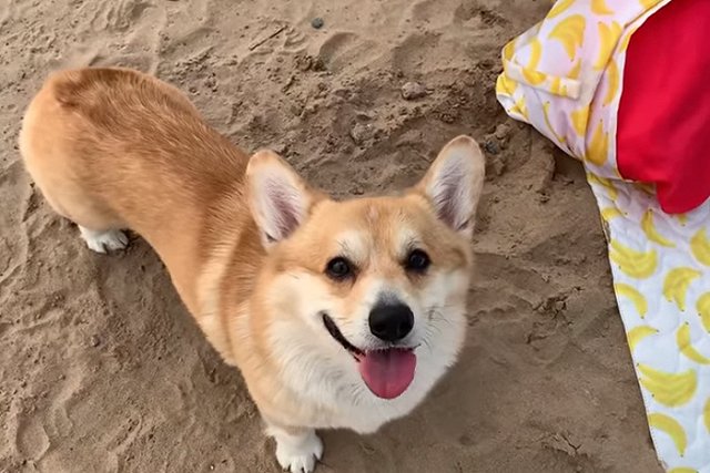 В Петербурге после жалоб посетителей закрыли корги-кафе