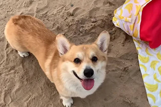 В Петербурге после жалоб посетителей закрыли корги-кафе