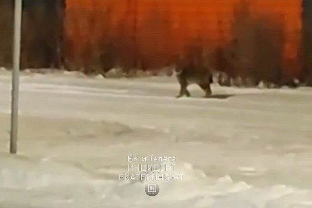 Под Екатеринбургом жители заметили рысь
