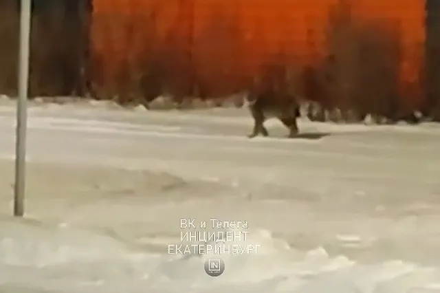 Под Екатеринбургом жители заметили рысь