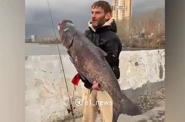 Екатеринбуржец выловил из Исети рыбу весом в 40 килограммов