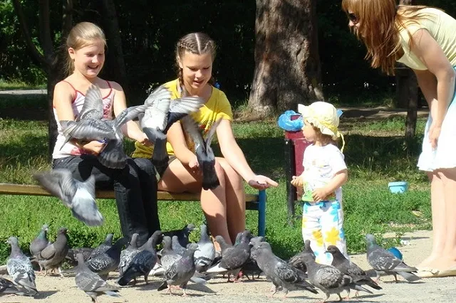 Депутаты гордумы встали на защиту Зеленой Рощи от вырубки