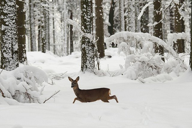 Обильные снегопады заставили трактористов выйти на помощь диким животным