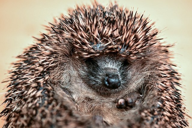 В Екатеринбурге енот и еж предсказали позднюю весну