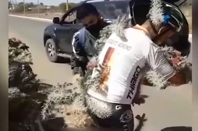 Велосипедист упал на огромный кактус и попал в больницу с тысячей колючек