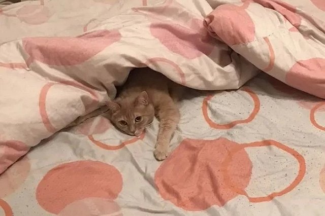 В Екатеринбурге продают кота за миллион рублей