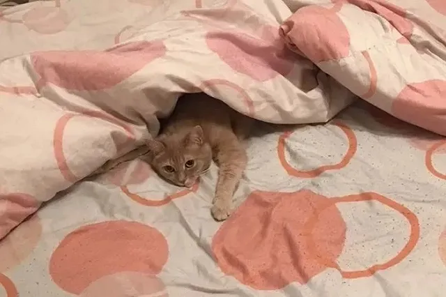 В Екатеринбурге продают кота за миллион рублей