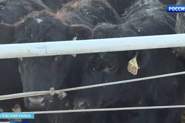 SHOT: ВСУ обстреляли ферму «Мираторг», погиб скот