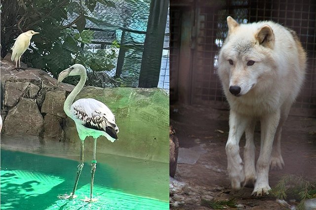 В Екатеринбургском зоопарке выбирают «Зоомистера-2025» — фото