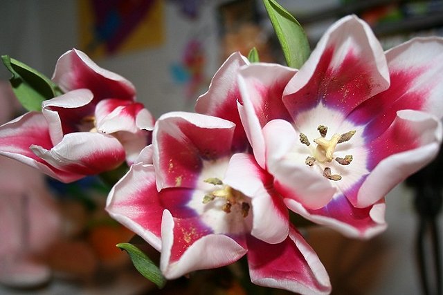 Где купить самые красивые тюльпаны к 8 Марта. Екатеринбурженки делятся фотографиями