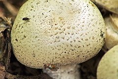 Cезон грибов начался в Свердловской области