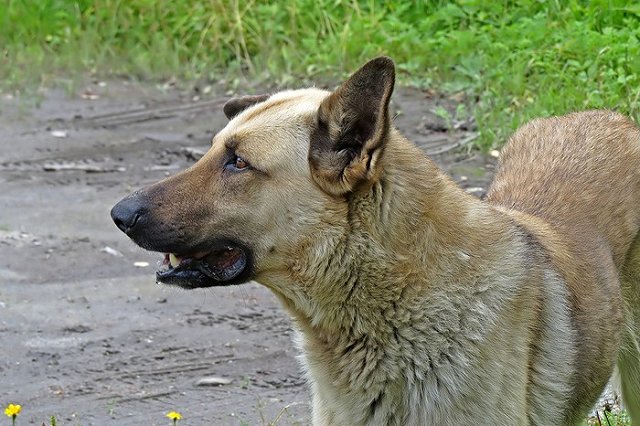 Дни открытых дверей: четвероногие друзья ждут своих хозяев