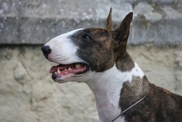 Утверждён список потенциально опасных собак