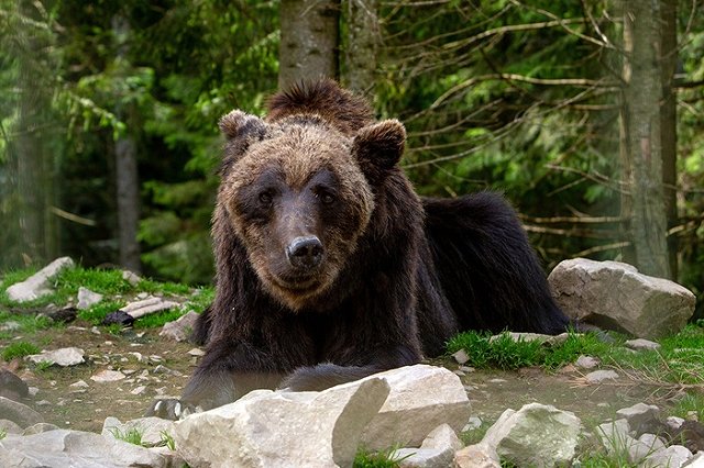 Жителя Тобольска, ушедшего в тайгу за ягодами, предположительно, загрыз медведь
