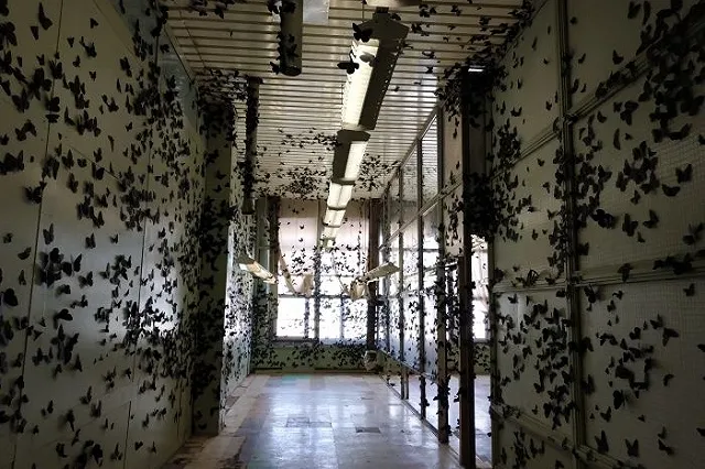 Биеннале в Екатеринбурге посетили уже более 100 тысяч человек