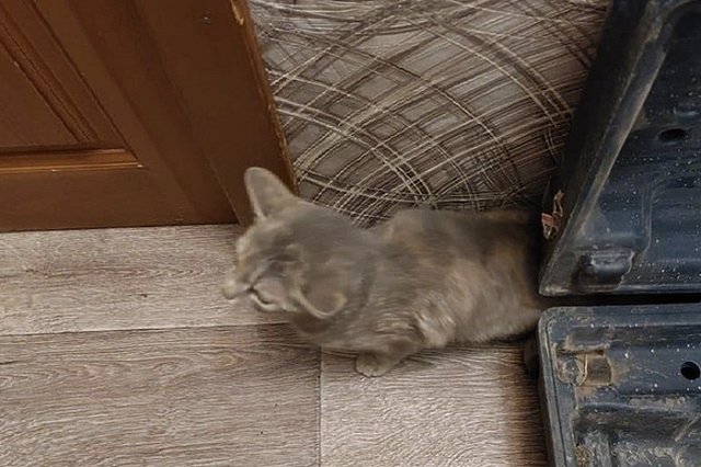 В Свердловской области жилой дом на неделю лишился сна из-за кота