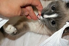 В Киеве организован прокат котиков и&quot;уюта&quot;