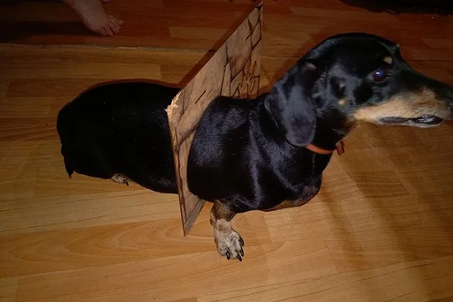 В Перми такса застряла в кошачьем домике