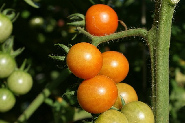 В Подмосковье мужчина застрелил собиравшего коноплю на его участке подростка