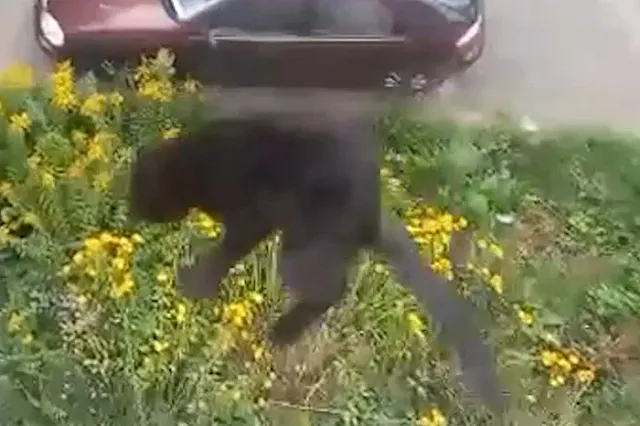 Свердловчанин выбросил из окна котёнка из-за ссоры с девушкой