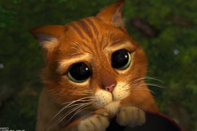 ФПК: Везший кота Твикса пассажир обратился к проводникам через 10 часов после отправления из Кирова