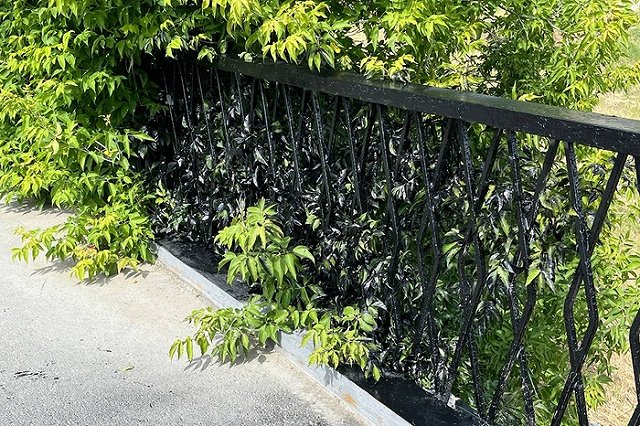 В Екатеринбурге деревья покрасили в чёрный цвет вместе с забором