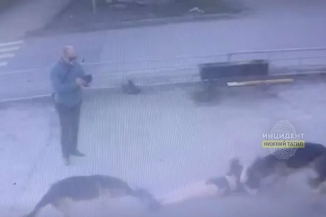 Натравливавший своих овчарок на людей тагильчанин арестован на два месяца (ФОТО)