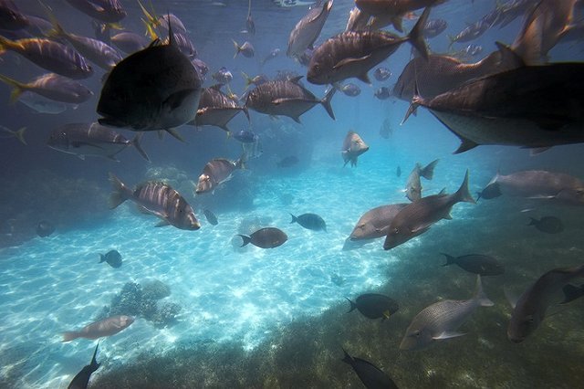 Начштаба ВМС Франции пожаловался на активность российских подлодок