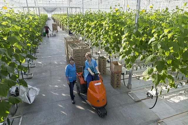 «УГМК-Агро» впервые получило зимний урожай огурцов