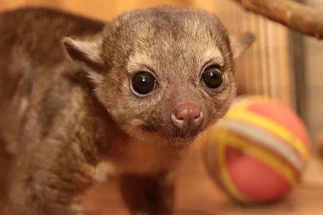 В Екатеринбургском зоопарке родился тропический енот кинкажу