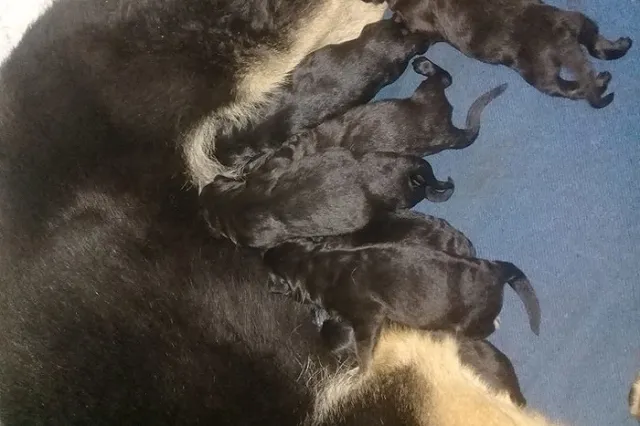 В племенном питомнике ГУФСИН родились щенки. Немного «ми-ми-ми» на фоне коронавируса