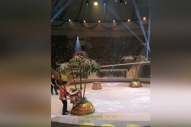 В Нижнем Тагиле обезьяна напала на пятилетнего ребенка