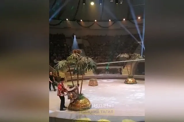 В Нижнем Тагиле обезьяна напала на пятилетнего ребенка