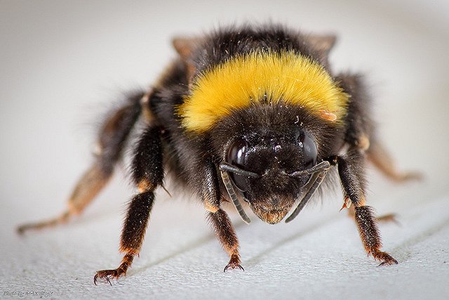 Израильским шмелям отказали в праве опылять уральские томаты