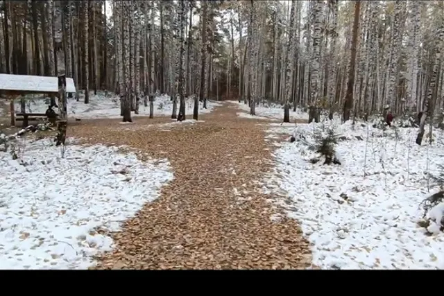 Голый труп нашли в хижине в лесу Екатеринбурга