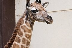 Эдгард Запашный готов взять шефство над жирафом