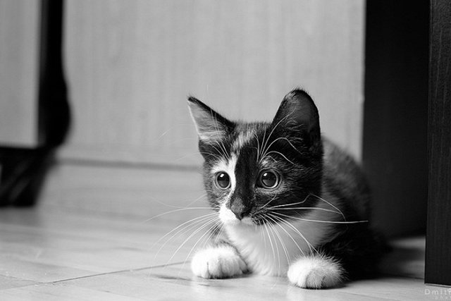 Брижит Бардо раскритиковала планы массового уничтожения кошек в Австралии