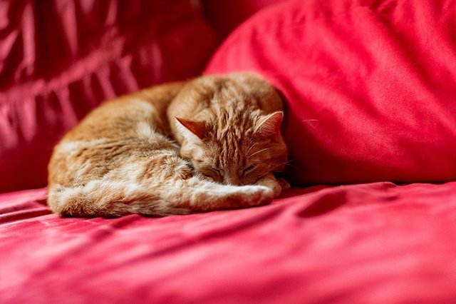 Британка по ошибке опубликовала голое селфи в объявлении о продаже дивана