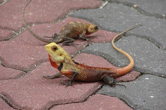 Кокорин и Мамаев потратили за неделю на Мальдивах всего 6 млн рублей