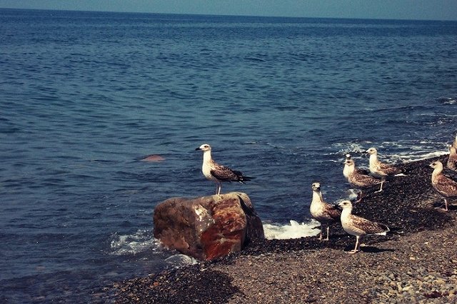 Капитану арестованного Украиной российского судна запретили появляться в Крыму