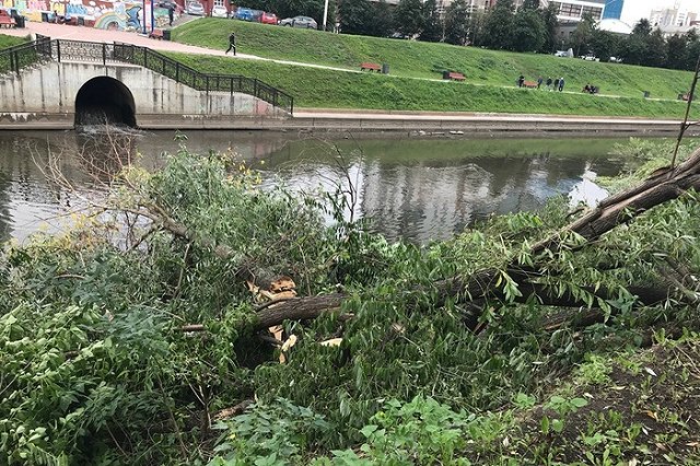 Деревья, вырубленные мэрией на набережной Исети, оказались в водоеме