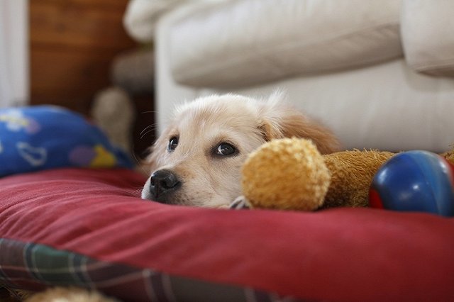 Сдам только людям: Екатеринбург вошел в рейтинг самых нетолерантных к животными