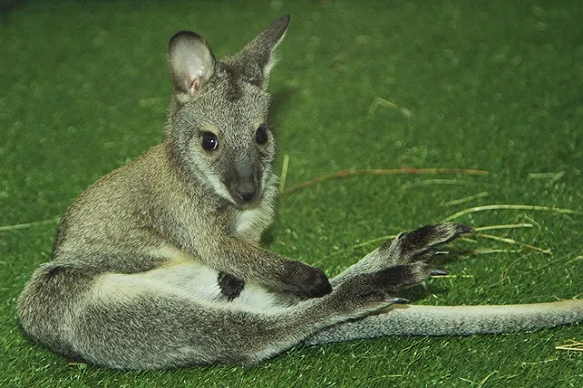 В Екатеринбургском зоопарке родилось сразу два кенгуренка