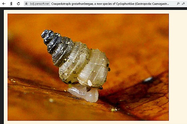 Имя Греты Тунберг теперь носит еще и улитка